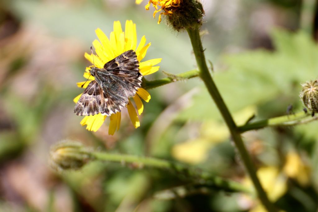 Carcharodus flocciferus? S